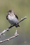 Northern Rough winged Swallow